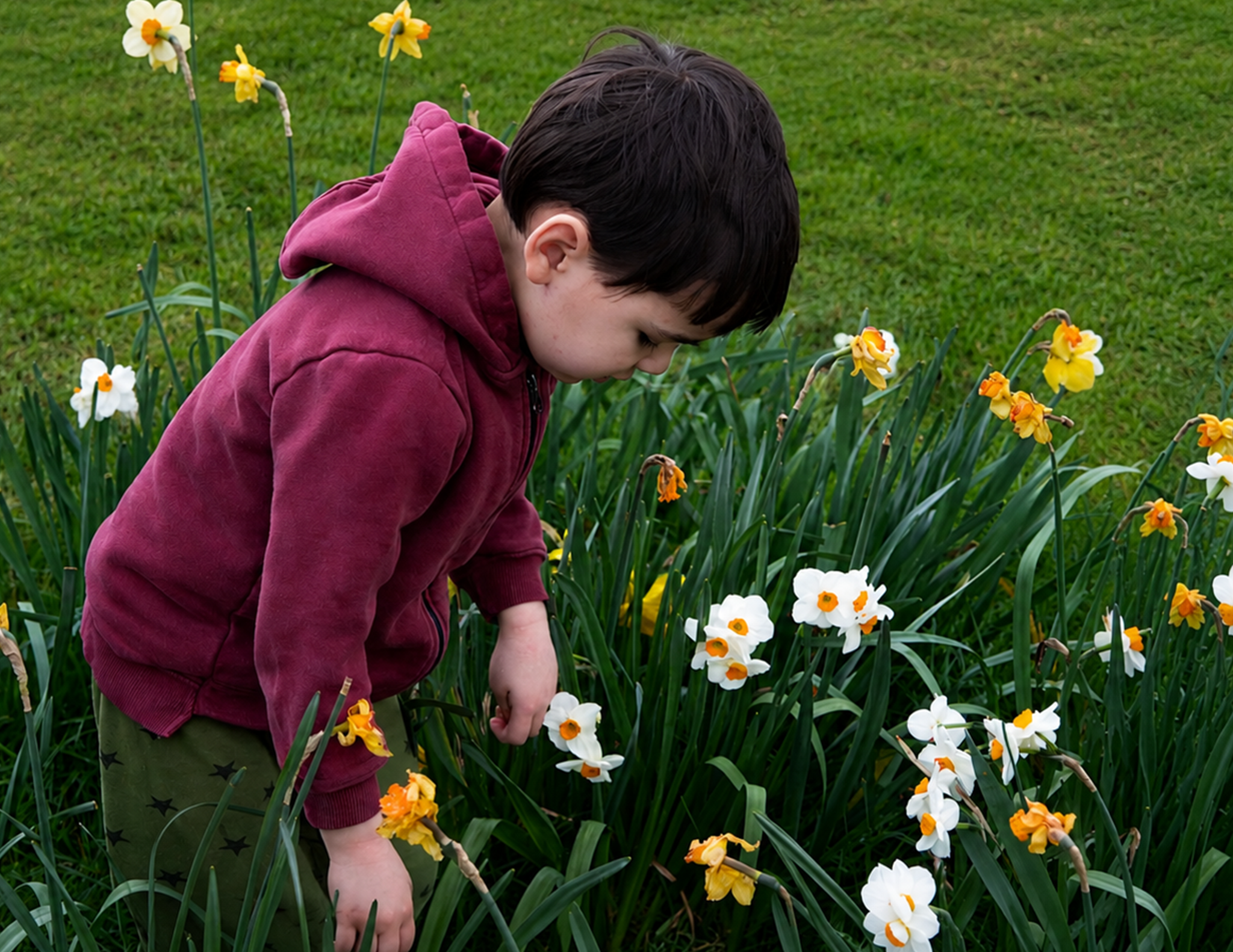 Among the Daffodils
